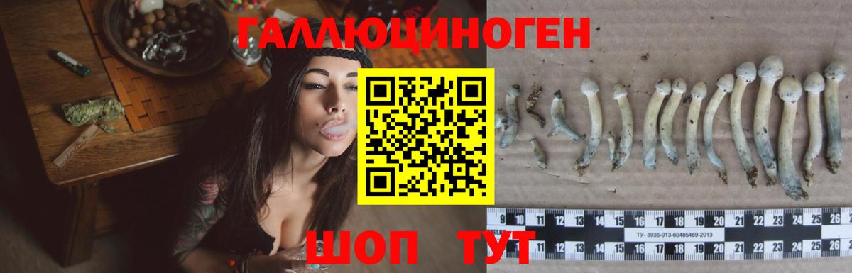 Псилоцибиновые грибы прущие грибы  Псилоцибиновые грибы Psilocybe  Сухой Лог  Вход с VPN 